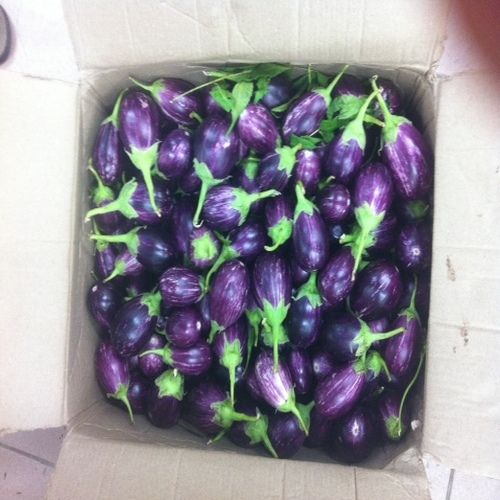 Good Quality Fine Delicious Natural Taste Purple Fresh Brinjal