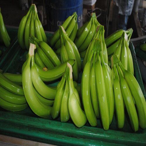 Healthy Nutritious Natural Taste Fresh Cavendish Green Banana