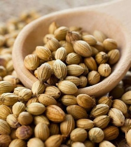Natural Fresh Coriander Seeds for Cooking