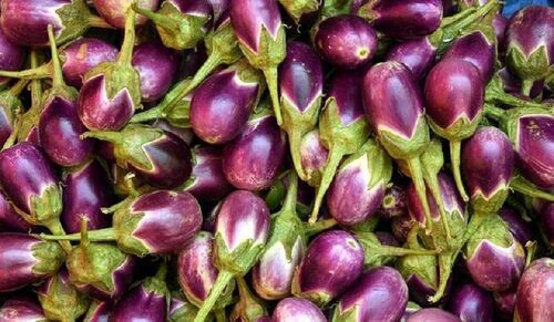 Natural Fresh Eggplant (Brinjal) for Cooking