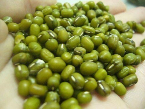 Natural Fresh Green Mung Beans for Cooking