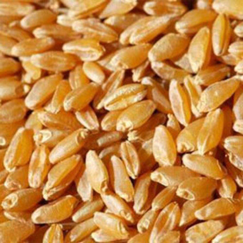 Protein 15% High Quality Healthy Natural Taste Dried Brown Wheat Seeds