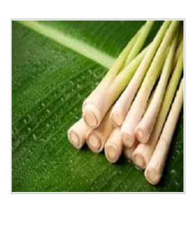 प्राकृतिक और शुद्ध लेमनग्रास लीफ लिक्विड ऑयल