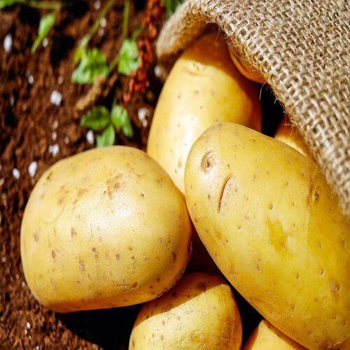 Non Uniform Pure Natural Fresh Potatoes