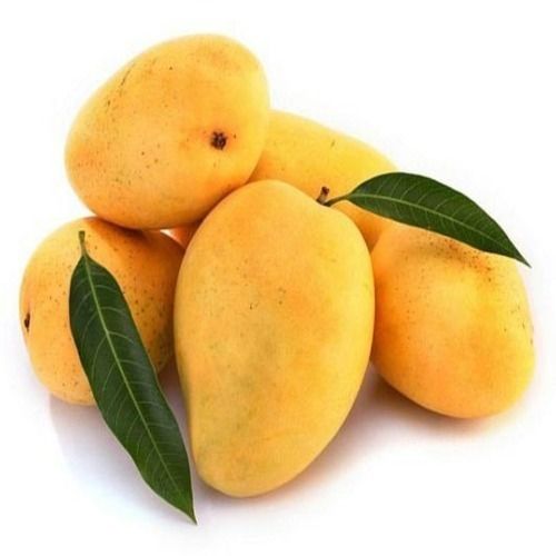 Delicious Sweet Taste Non Pesticide Organic Yellow Fresh Mango Size: Standard