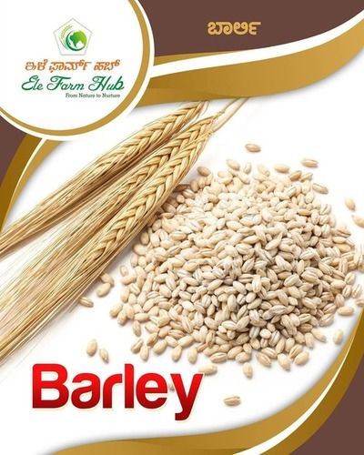 Edible High Fiber Whole Barley Cereal Grain