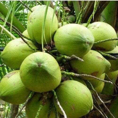 Excellent Quality Free From Impurities Natural Taste Green Fresh Coconut