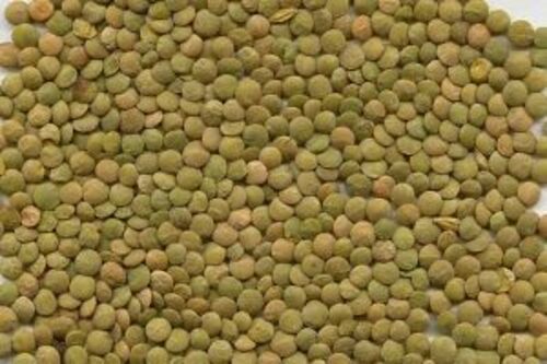 Natural Fresh Green Lentils for Cooking