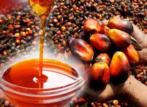 Natural Fresh Palm Oil for Cooking