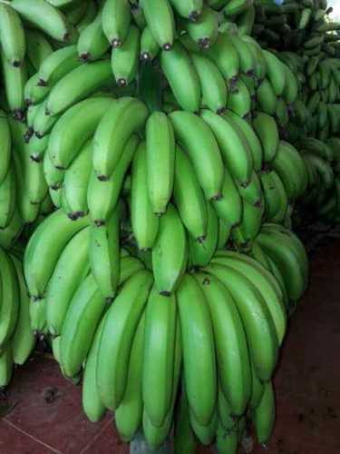 Green G9 Cavendish Banana