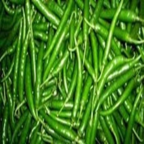 Excellent Quality Spicy Hot Natural Taste Fresh Green Chilli