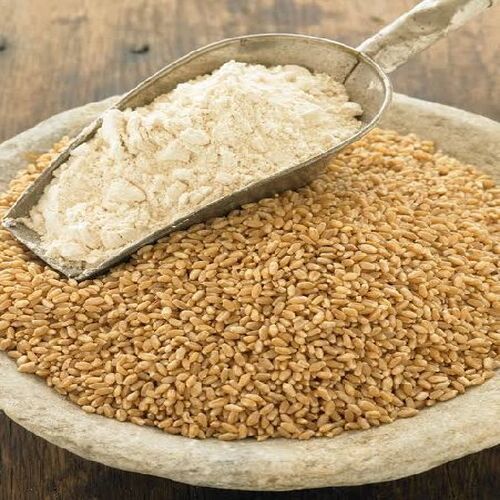 Common Fssai Certified Gluten Free Natural Taste Dried Brown Wheat Seeds