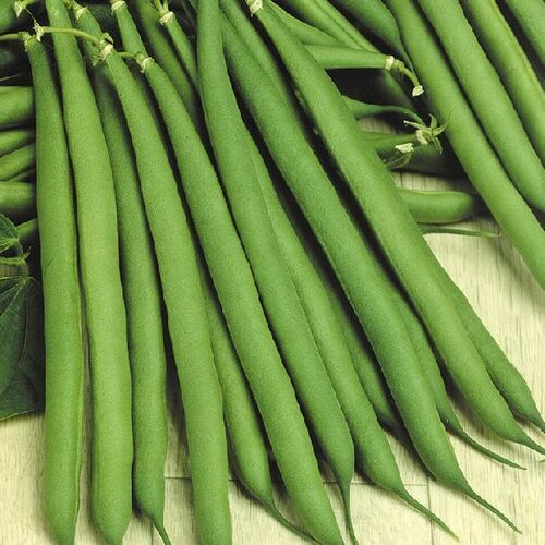 High In Protein Good For Health Natural Fresh Green French Beans