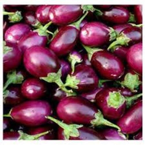 Iron 1% Vitamin B-6 5% Good Quality Fine Natural Taste Organic Purple Fresh Brinjal