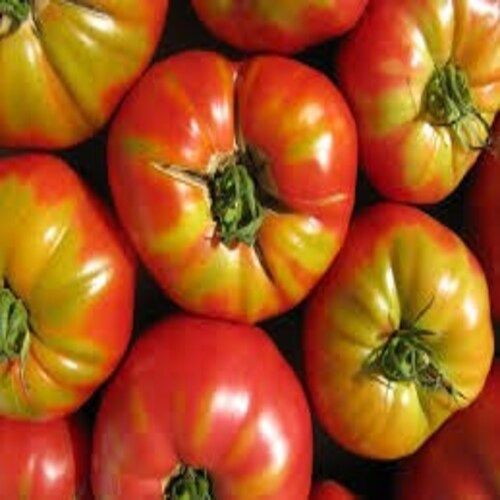 Round & Oval Mild Flavor Natural Taste Healthy Red Fresh Tomato