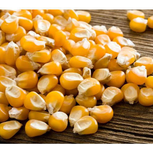 Natural Yellow Maize Seeds for Food