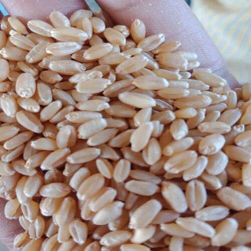 Gluten Free No Preservatives Natural Taste Milling Wheat Seeds