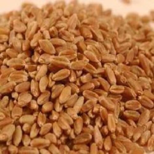 Good Quality Natural Dried Healthy Organic Hard Red Wheat Seeds Grade: Food Grade