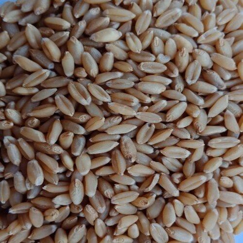 Brown Purity 99% Natural Taste Healthy Dried Organic Durum Wheat Seeds