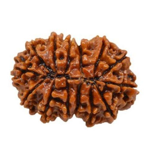 14 Mukhi Rudraksha - Material: Natural