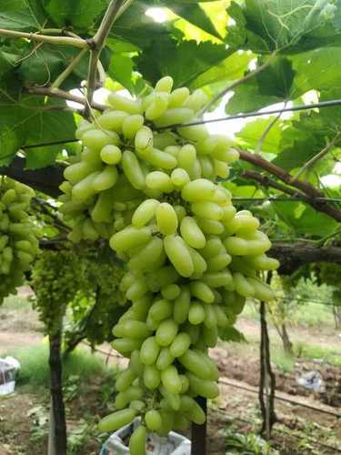 Open Air Export Quality Fresh Green Grapes