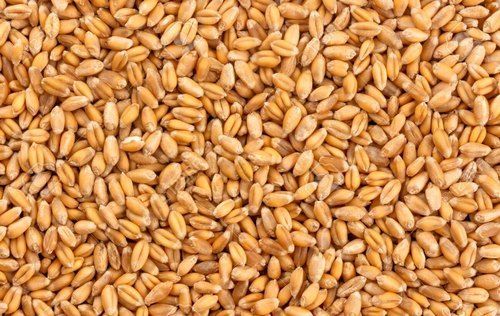 Commonly Cultivated A Grade Wheat Grain