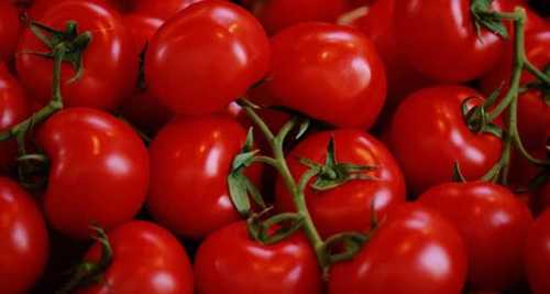 Fresh and Healthy Red Tomato 