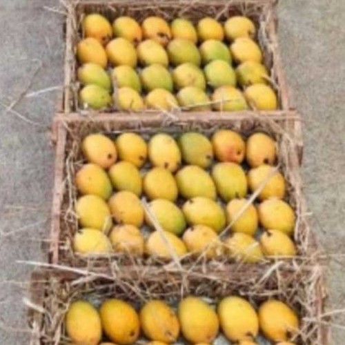 ratnagiri mangoes