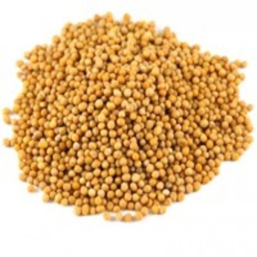 Excellent Quality Rich In Taste Pure Healthy Mustard Seeds