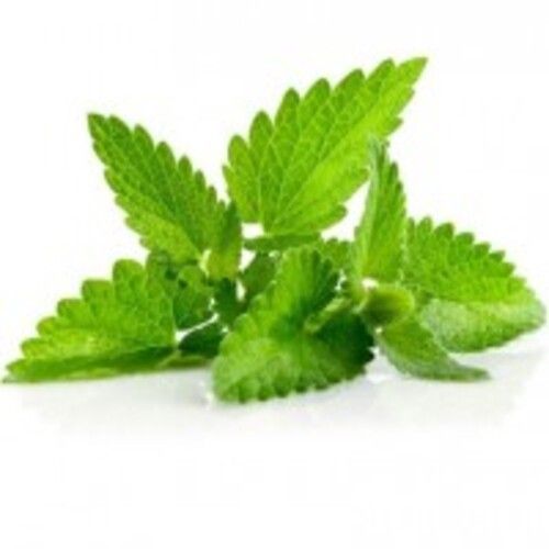 Good Fragrance No Preservatives Natural Taste Healthy Fresh Green Mint Leaves