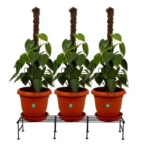 Light Weight Powder Coated Single Step Planter Stand