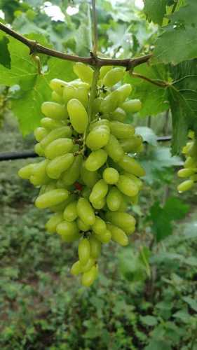 Chemical Free High Medicinal Value Green Grapes