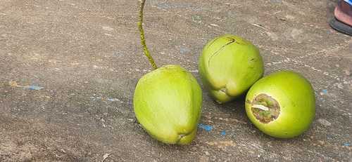 Pure Natural Raw Tender Coconut