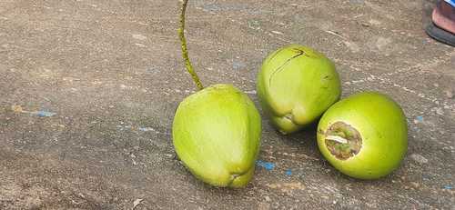 Common Pure Natural Raw Tender Coconut