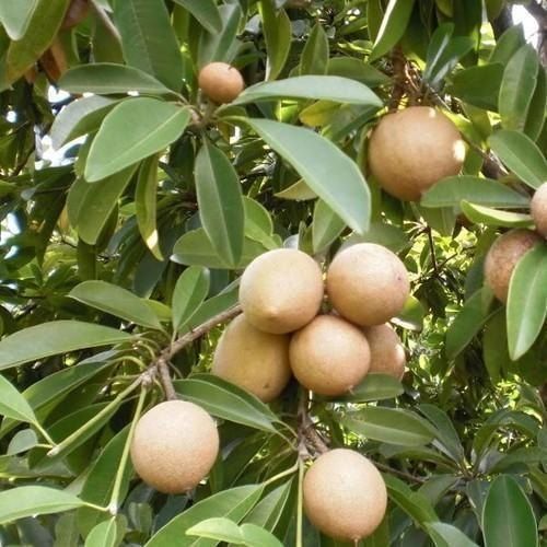 Green Chikoo Fruits Plants (Sapota)