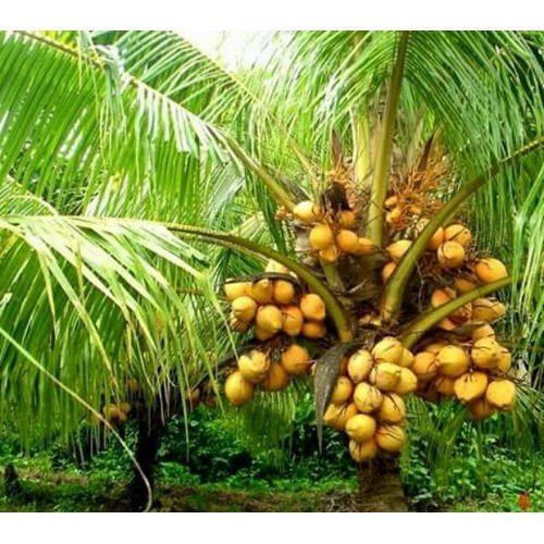 Coconut Dwarf Green Plants