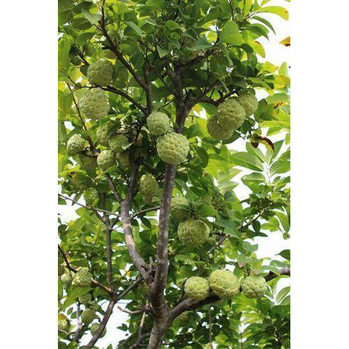 Custard Apple Green Plants