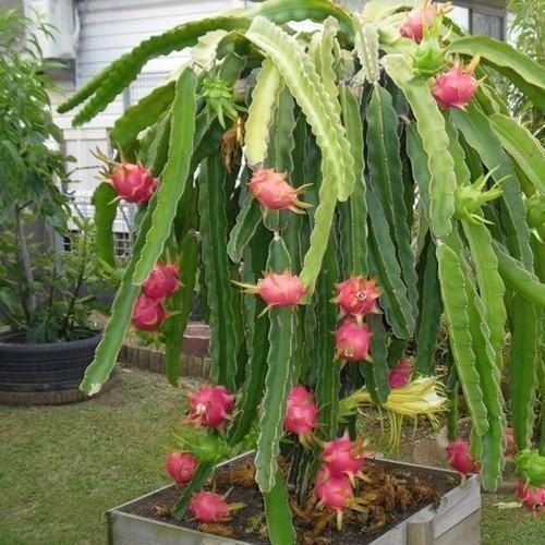 Dragon Fruits Green Plants