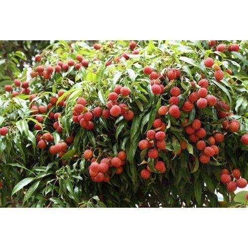 Green Litchi Fruit Plants