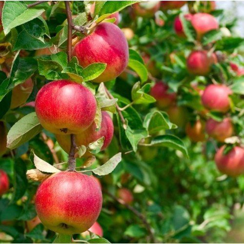 Green Red Apple Ber Plants