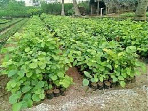 Green Red Sandalwood Plants 1.5Ft