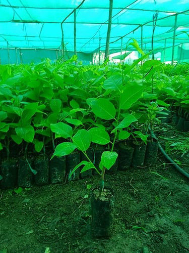 Green Super Golden Custard Apple Plants