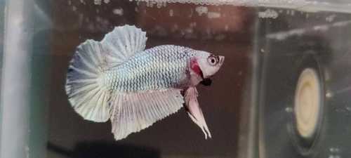 Bright Silver Healthy And Attractive Betta Fish