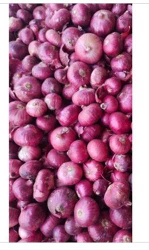 Pink Round Shape Organic Fresh Onion