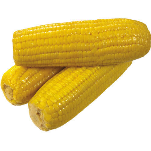 Carbohydrates 18.7G Nutritious Healthy Natural Rich In Taste Organic Yellow Corn Size: Standard