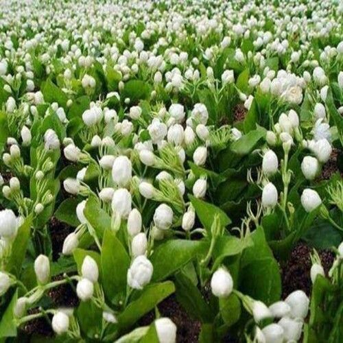 Attractive Natural Soft Decorative White Fresh Jasmine Flowers Shelf Life: 7 Days