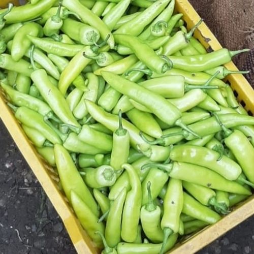 Excellent Quality Spicy Hot Natural Taste Organic Fresh Green Chilli Shelf Life: 10 Days