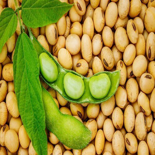 Indian Origin Organic Soybean