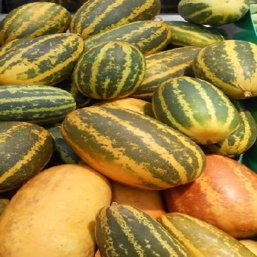 Maturity 100% Healthy Rich Natural Taste Organic Fresh Pumpkin