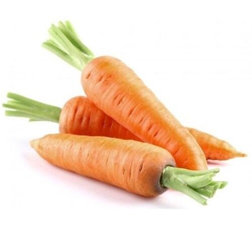 Natural Delicious Rich Taste Good For Health Fresh Carrot